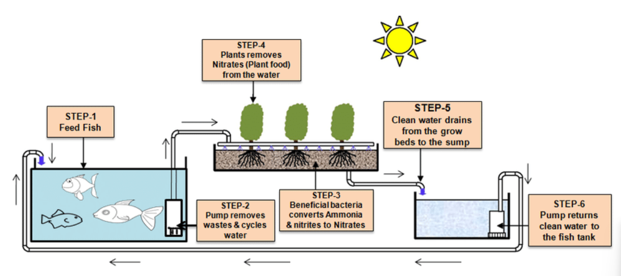 aquaponics SOUL Aquaponics Fish Tank