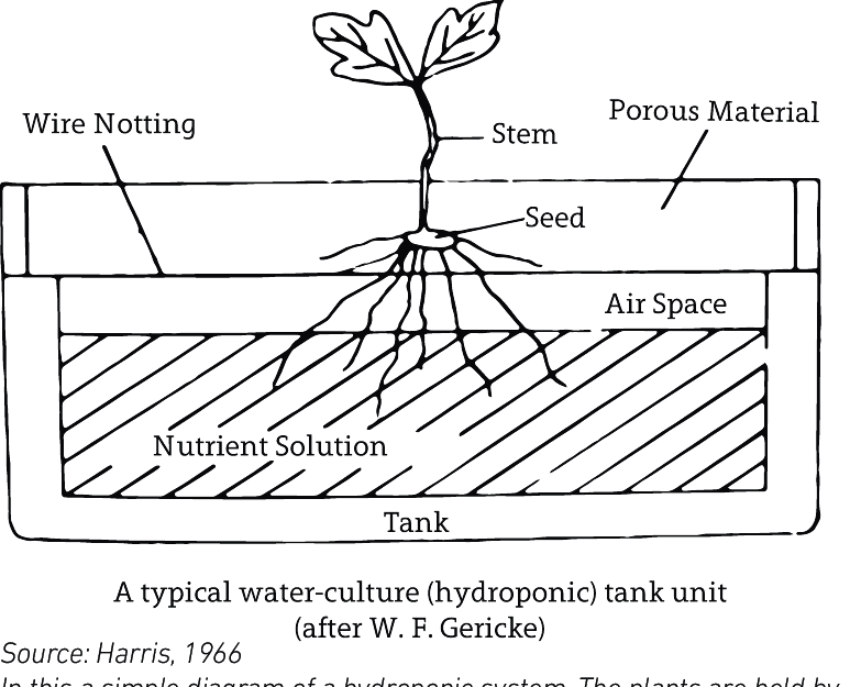 hydroponics SOUL Hydroponic Farming Spinach