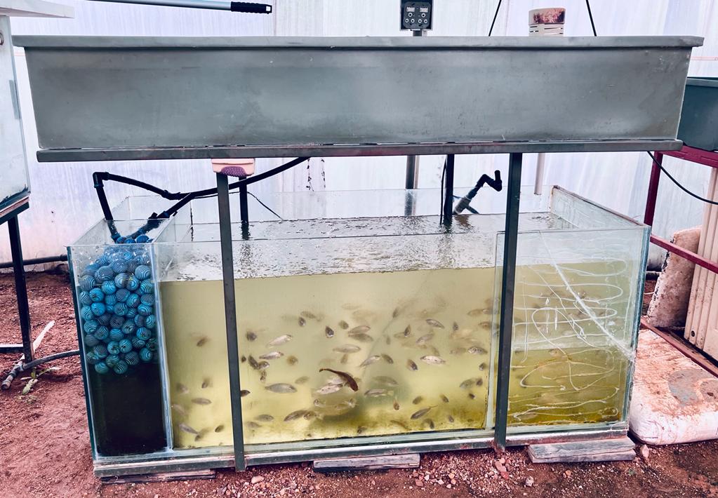 SOUL Aquaponics Fish Tank Fish tank for aquaponics