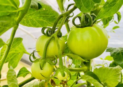 Tomatoes