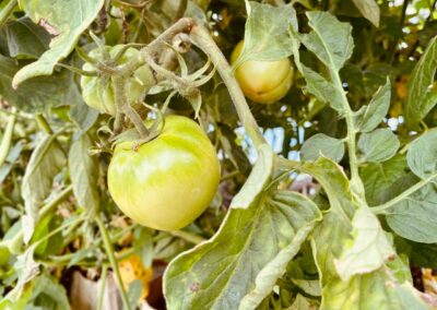 Tomato closeup