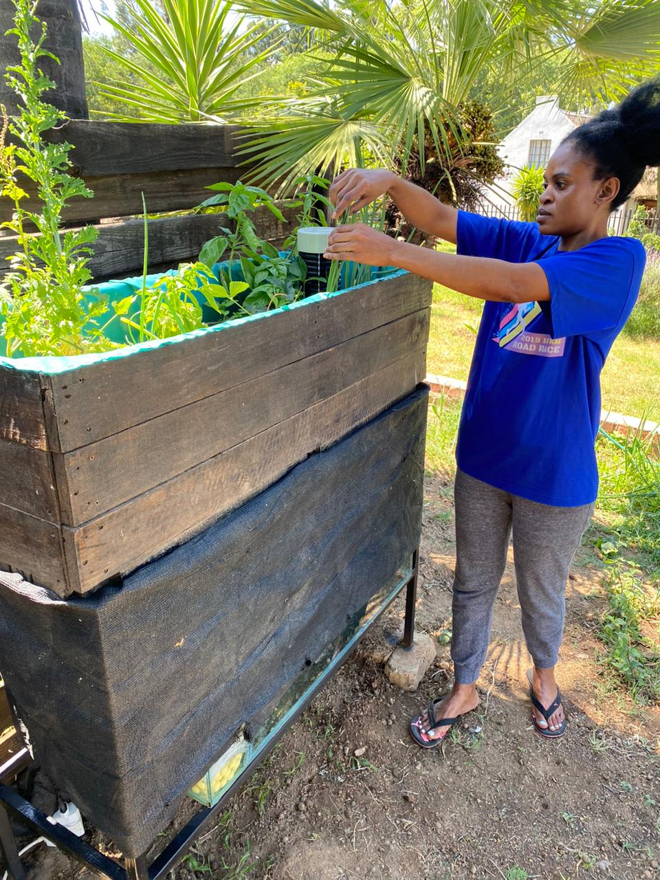 SOUL Mini-Aquaponics System Latest mini aquaponics system for sale.