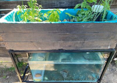 Aquaponics tank closeup