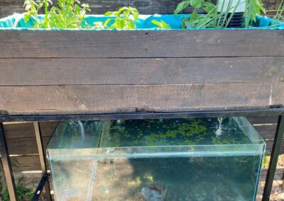 Latest mini aquaponics system for sale.