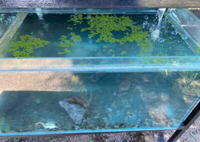 Aquaponics tank closeup
