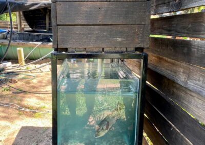 Latest mini aquaponics system for sale.