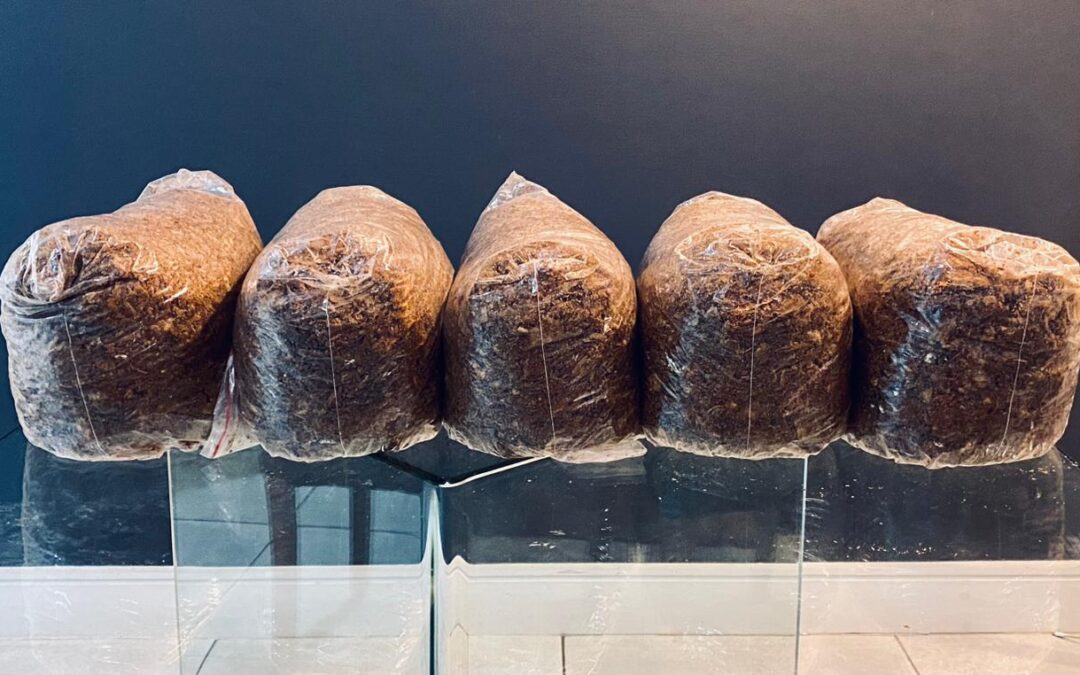 Growing shiitake mushrooms at home: A sustainable urban living project