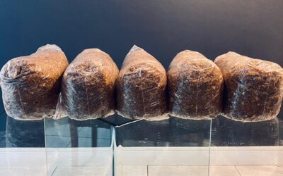 Growing shiitake mushrooms at home: A sustainable urban living project
