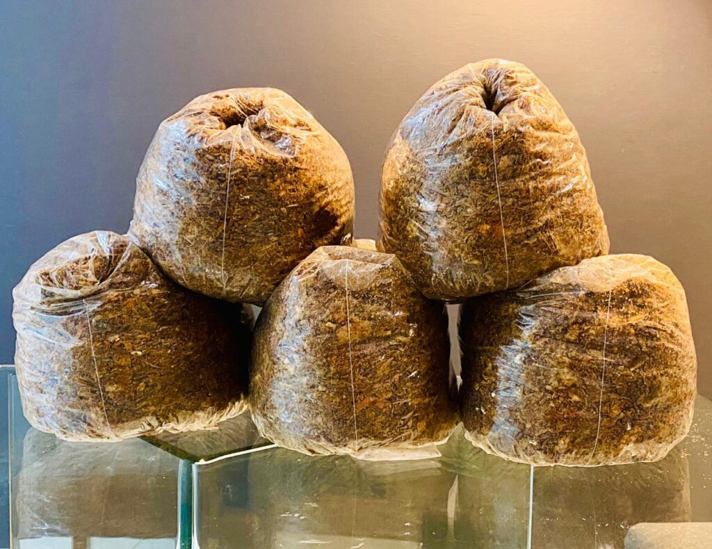 Prepared fruiting blocks for shiitake mushrooms