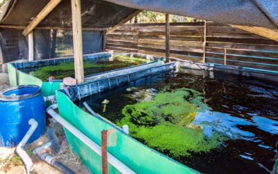 Research into Algae