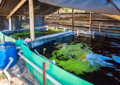 Aquaponics tanks