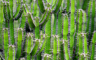 Exploring the therapeutic potential of San Pedro cactus