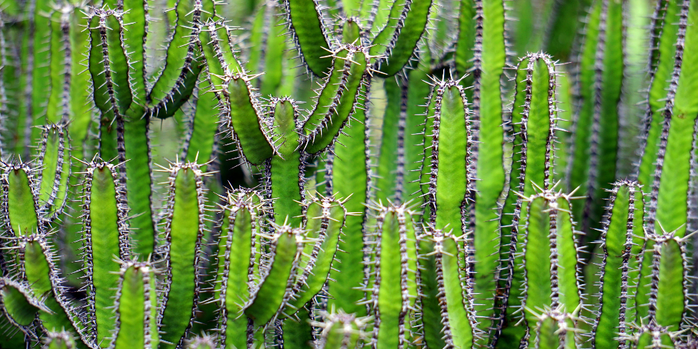 Exploring the therapeutic potential of San Pedro cactus